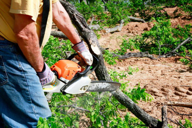 Best Tree Clearing Services  in Prospect, KY